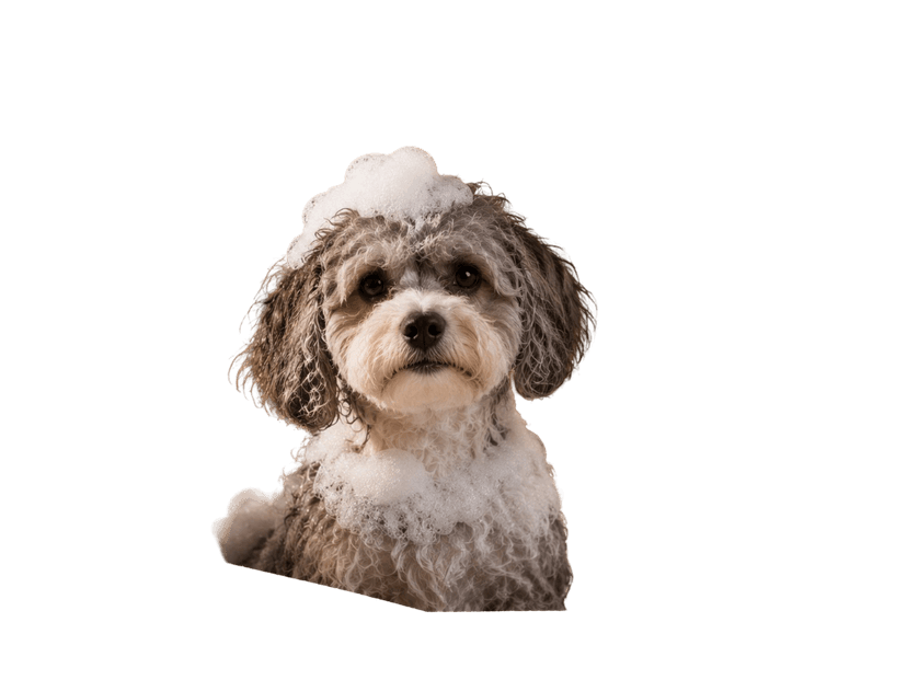 Happy doggo waiting